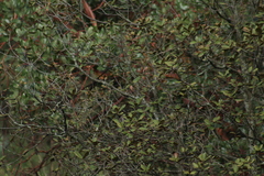 Poecile sclateri