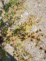 Chenopodium berlandieri