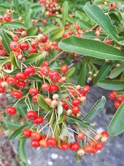Pyracantha coccinea