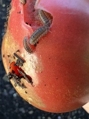 Armadillidium nasatum