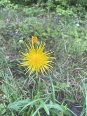 Sonchus arvensis arvensis