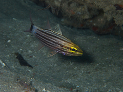 Cheilodipterus macrodon