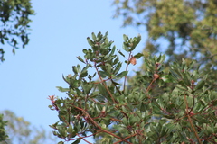 Arbutus