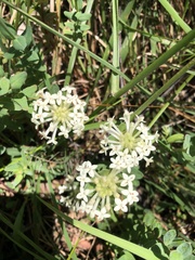 Pimelea humilis