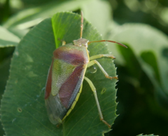 Piezodorus lituratus