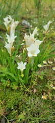Freesia leichtlinii