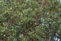 Arbutus