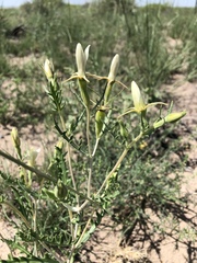 Mentzelia multiflora
