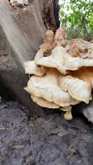 Laetiporus sulphureus