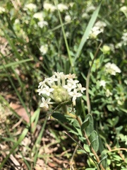 Pimelea humilis