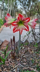 Hippeastrum
