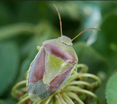 Piezodorus lituratus