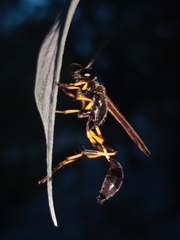 Sceliphron madraspatanum