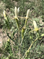 Mentzelia multiflora