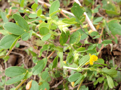Chamaecrista rotundifolia rotundifolia