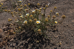 Glebionis coronaria discolor
