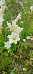Freesia leichtlinii