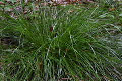 Carex remota