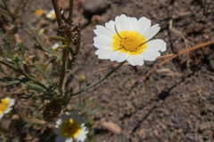 Glebionis coronaria discolor
