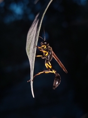 Sceliphron madraspatanum