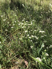 Pimelea humilis