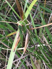 Stenobothrus lineatus