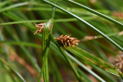 Carex remota