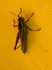 Melanoplus bivittatus