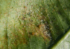Peronospora trifolii-repentis
