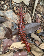 Scolopendra dehaani