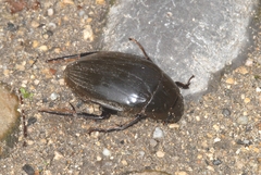 Hydrophilus piceus