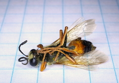 Sphex ichneumoneus