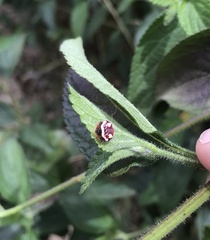 Poecilopachys australasia