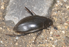 Hydrophilus piceus