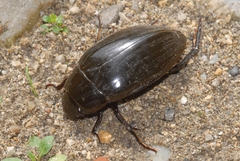 Hydrophilus piceus
