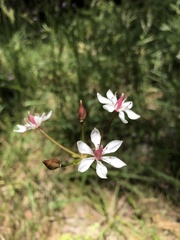 Burchardia umbellata