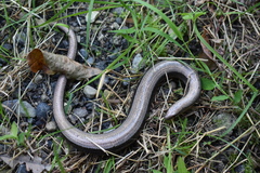 Anguis colchica