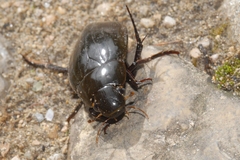 Hydrophilus piceus