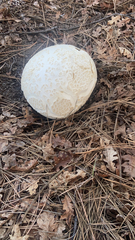 Calvatia booniana