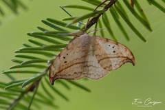 Drepana arcuata