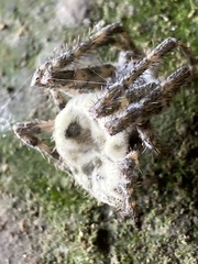 Gibellula