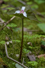 Trillium undulatum