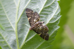 Anageshna primordialis