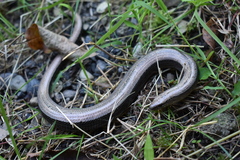 Anguis colchica