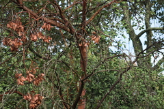 Arbutus
