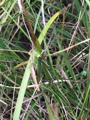 Stenobothrus lineatus