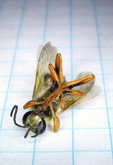 Sphex ichneumoneus