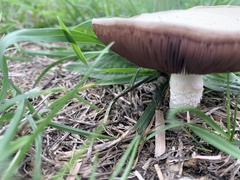 Agaricus campestris