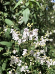 Prostanthera lasianthos