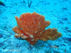 Porifera